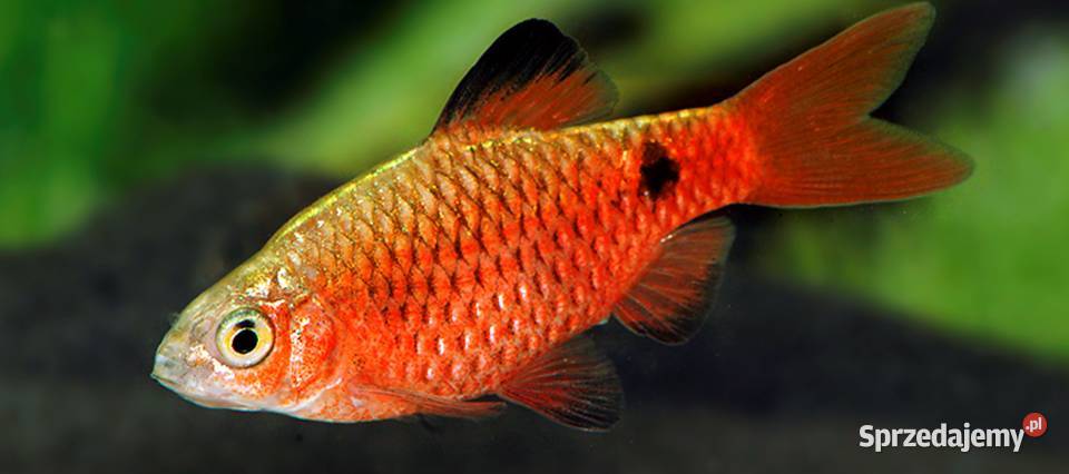 Brzanka różowa NEONOWA Pethia conchonius Barbus Ryby Gdańsk
