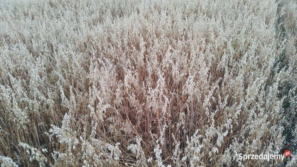 Owies pierwszy centrali 2025 opolskie Niemodlin sprzedam