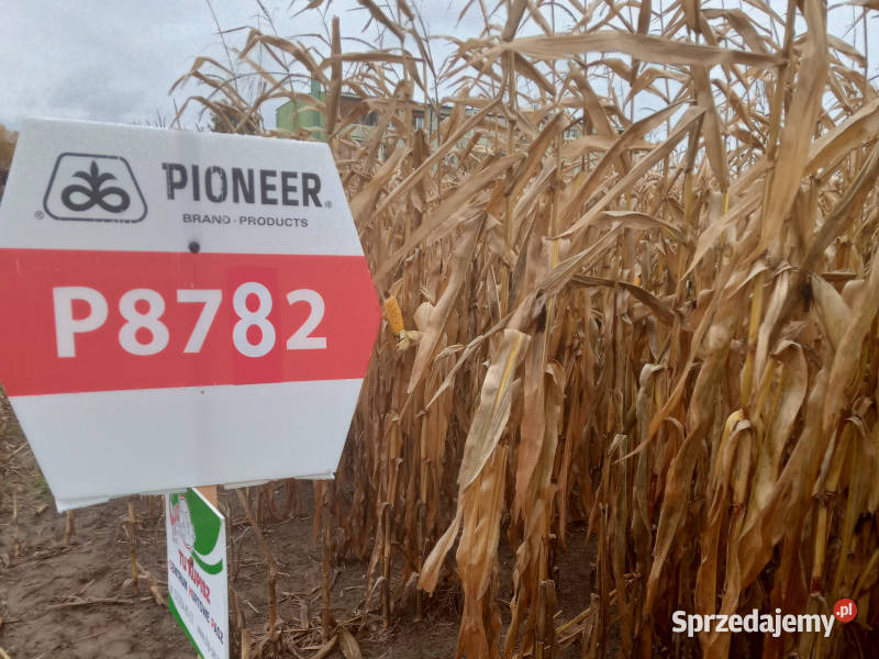 Nasiona kukurydzy Pioneer P8782 FAO K260 sprzedam