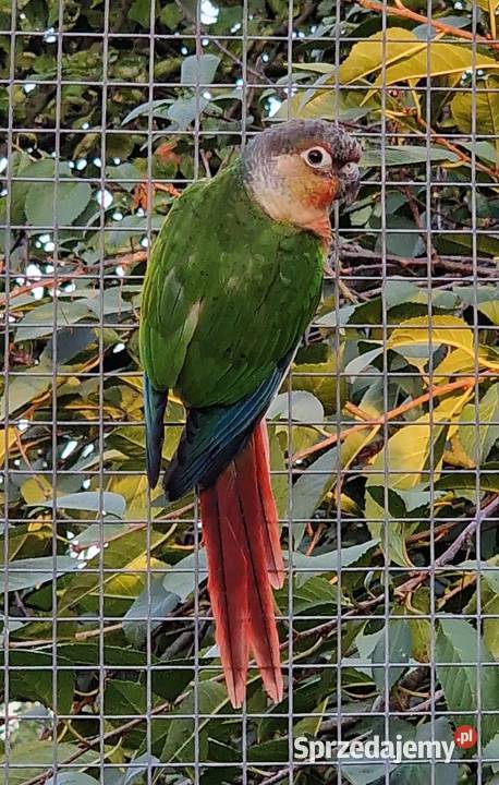 Sprzedam papugi zeberki faliste świergotki Zwierzęta wielkopolskie Ostrów Wielkopolski