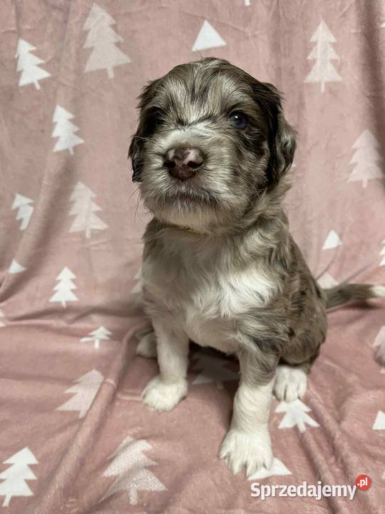 Owczarek Pudel Aussiedoodle Red Merle Czarnków