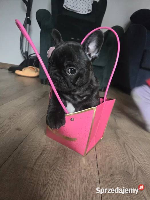 Buldog Francuski Energetyczna Gloria z Rodowodem Łódź