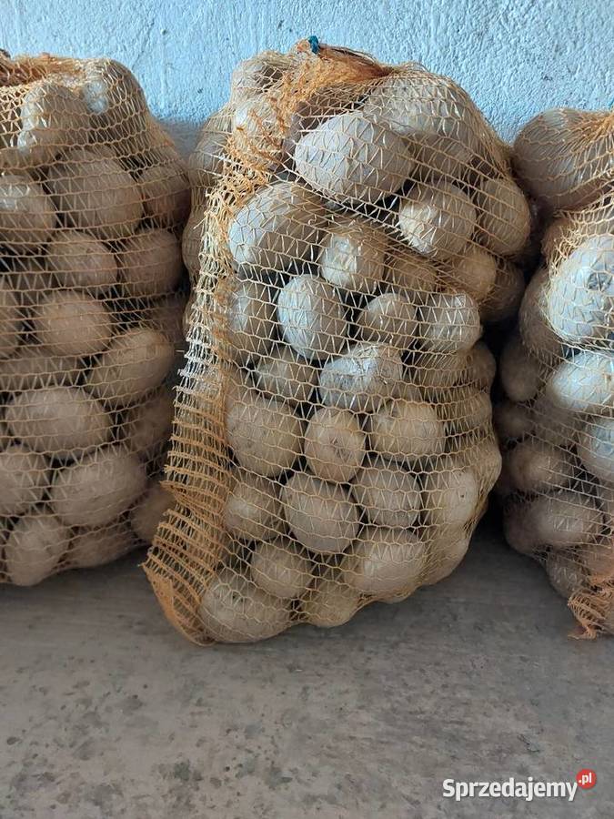 Ziemniaki jadalne Denar Queen Anna Terka Pozostałe Sarbia