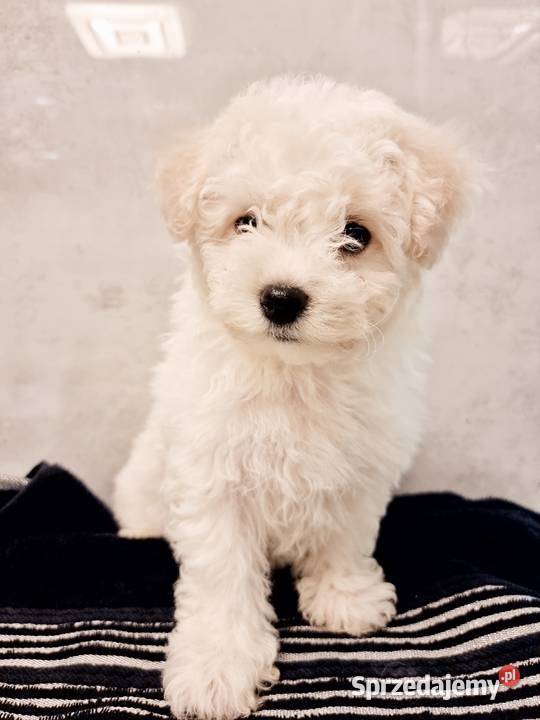 Bichon Frise mazowieckie