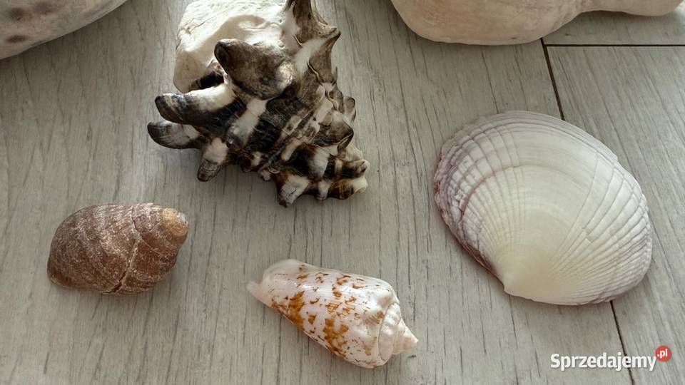 Muszle muszelki muszla naturalne ZANZIBAR wielokolorowy Łódź sprzedam