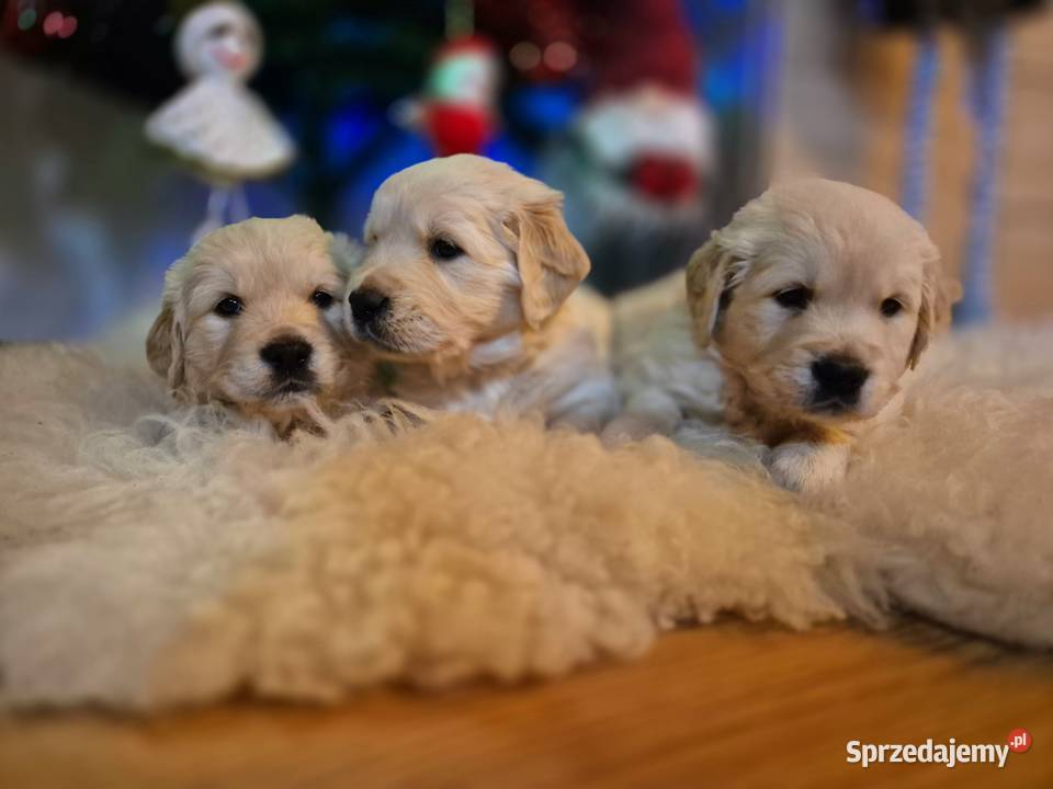 Golden retriever złote szczenięta Warszawa