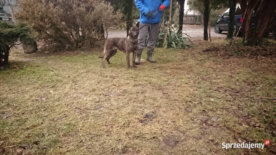 Szczeniaki SUCZKA OWCZAREK HOLENDERSKI hodowla Słodków Pierwszy