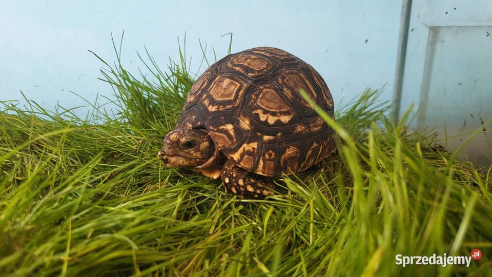 Żółw Lamparci Gady i płazy Katowice