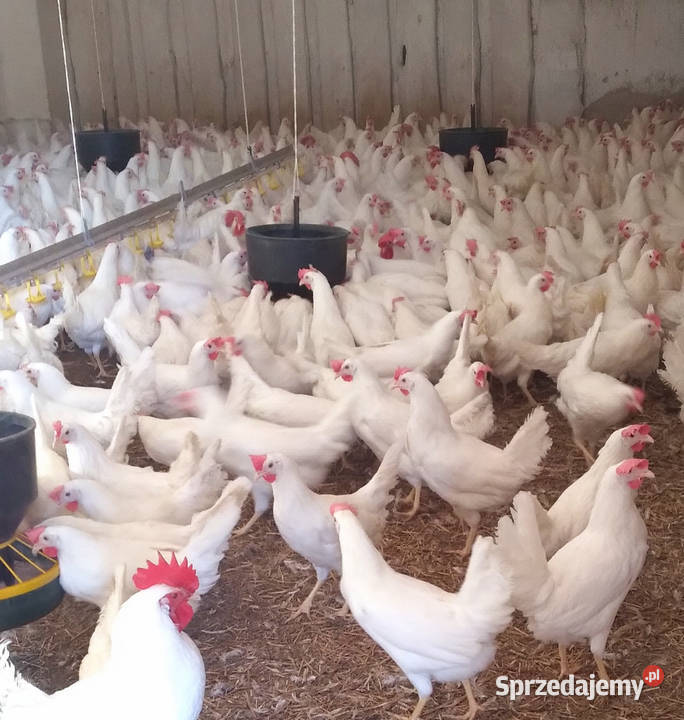 Kury nioski Leghorn z jajkiem Kielce