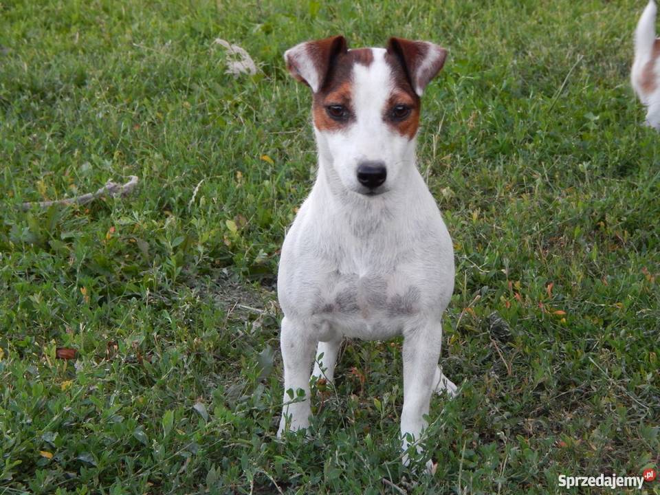 Szczenięta Jack Russell Terrier Miedze