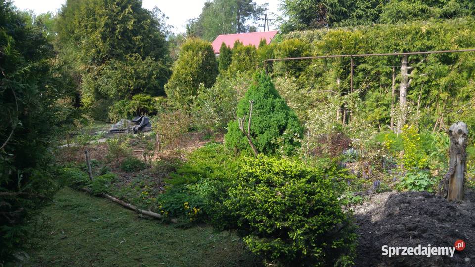 Działka rekreacyjna ROD Kajetany k Nadarzyna 80zł/m2