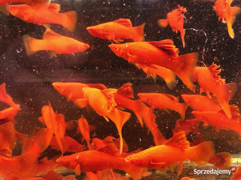 Mieczyk kalafior cauliflower polski krajowy