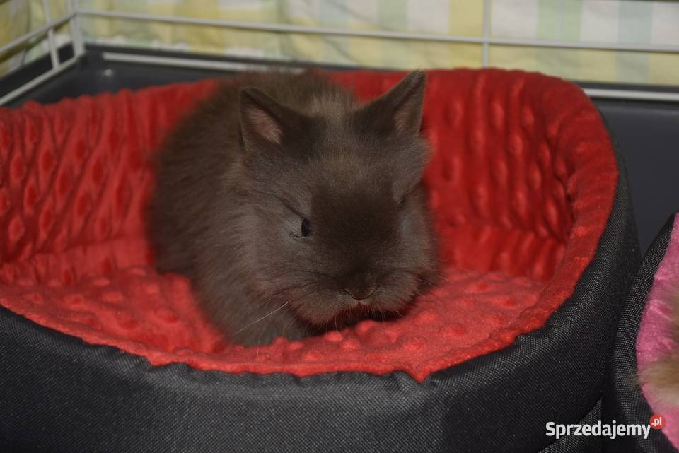 Karzełek rex Miniaturka Mini królik miniaturka