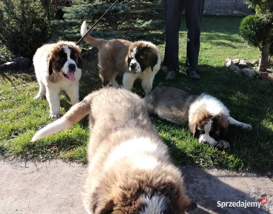 Bernardyny długowłose Wierzbica