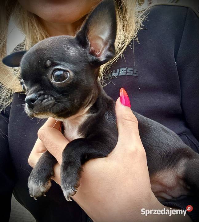 Chihuahua szczeniak sprzedam