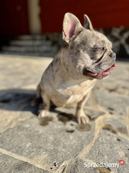 Buldog francuski sunia Komańcza