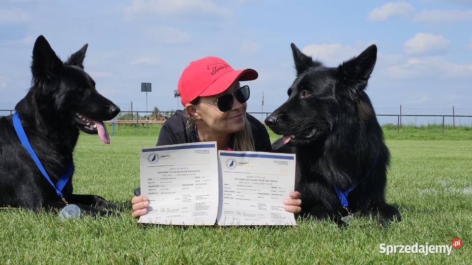 Owczarki Staroniemieckie czarne szczeniaczki Puławy sprzedam