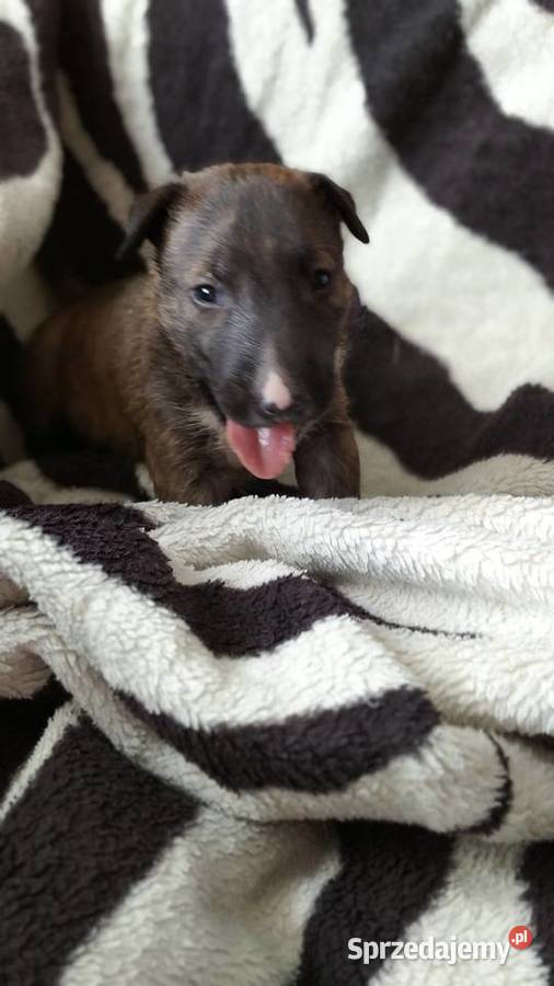 Szczeniaki Bulterier Standard Jeziory