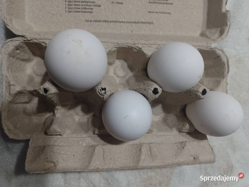 Gęsie jaja Gorlice