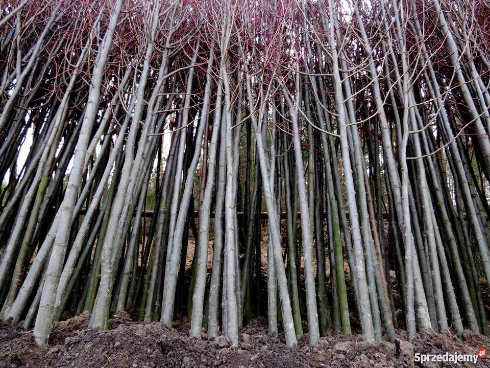 Lipa drobnolistna duża 18-20 cm, duże drzewa, sadzonki lipy.