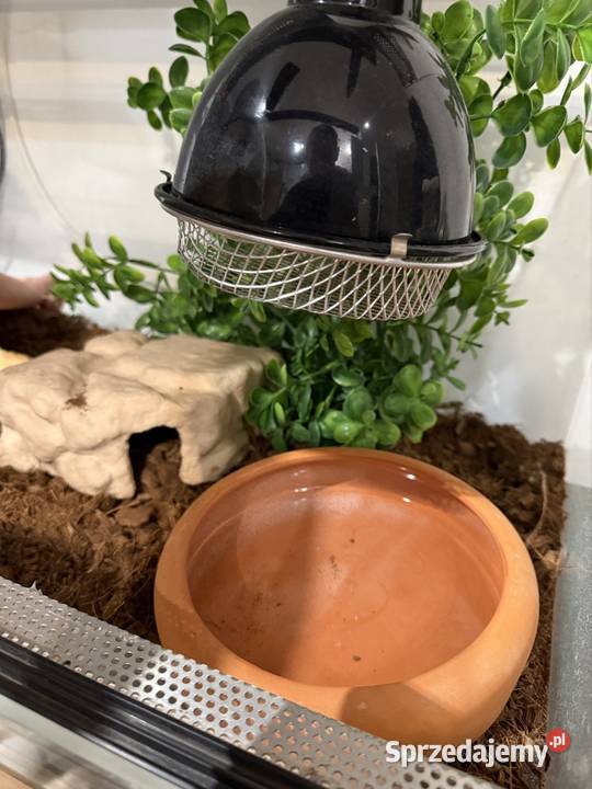 Waż pyton królewski Highway cb21 2100g regius pomorskie