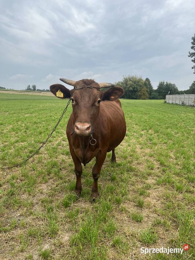 Krowa wysokocielna Bodziejowice