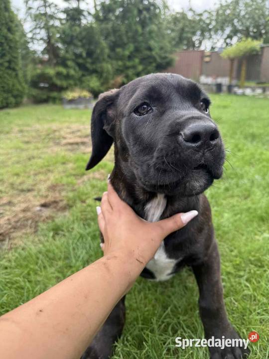 Cane Corso Mogilno sprzedam