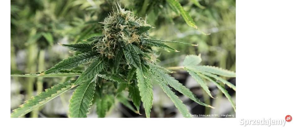 Nasiona marihuanykonopi indyjskich różne gatunki Antyki, Sztuka, Kolekcje sprzedam