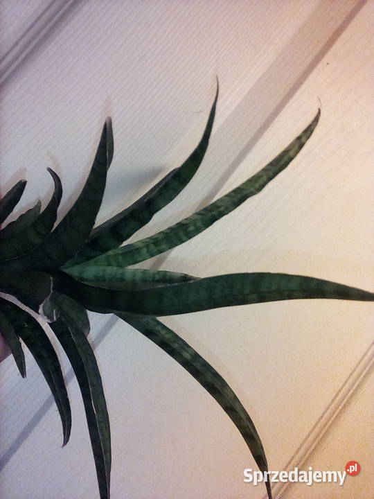 Sansewieria ciekawa odmiana kolorystyczna w Kraków