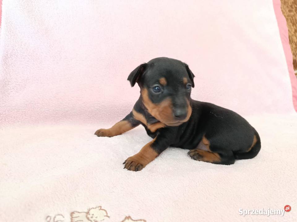 Pinczer miniaturowy szczeniaki