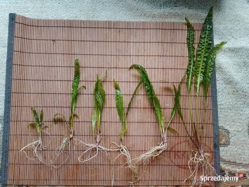 Kryptokoryna karbowana dolnośląskie sprzedam