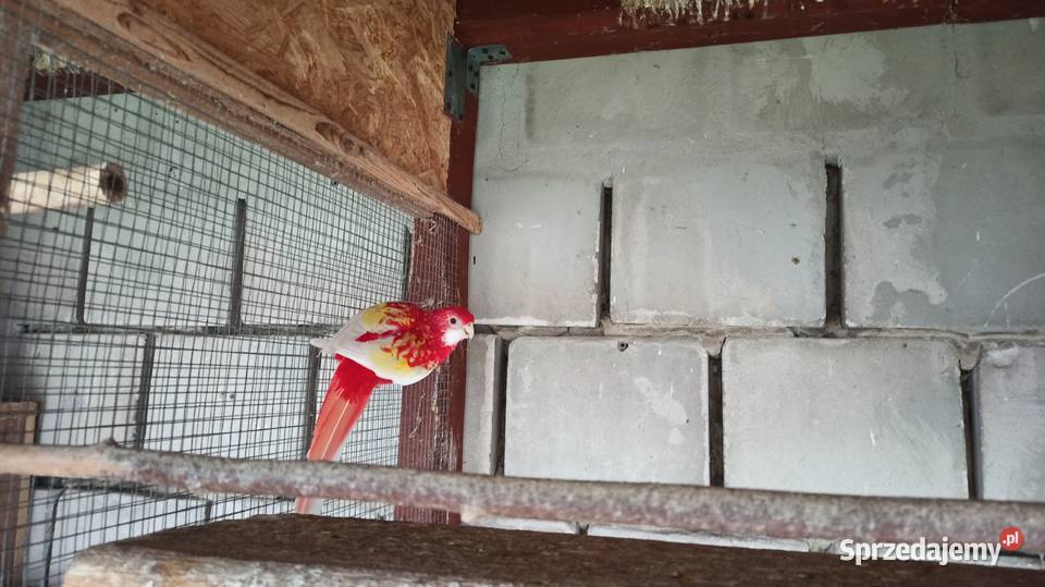 Rozella białolica rubino 22r Ptaki Przeginia