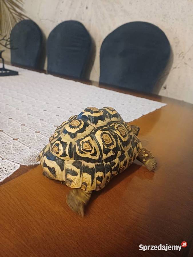 Żółw lamparci Gady i płazy sprzedam