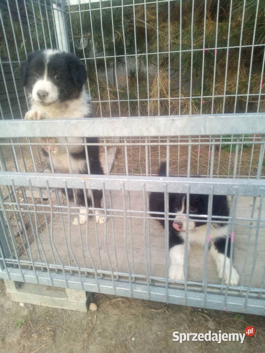 Border collie szczeniaki z rodowodem Błaszki