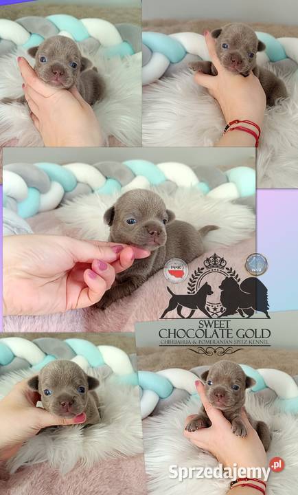 Chihuahua piesek liliowy krótkowłosy piękny sprzedam