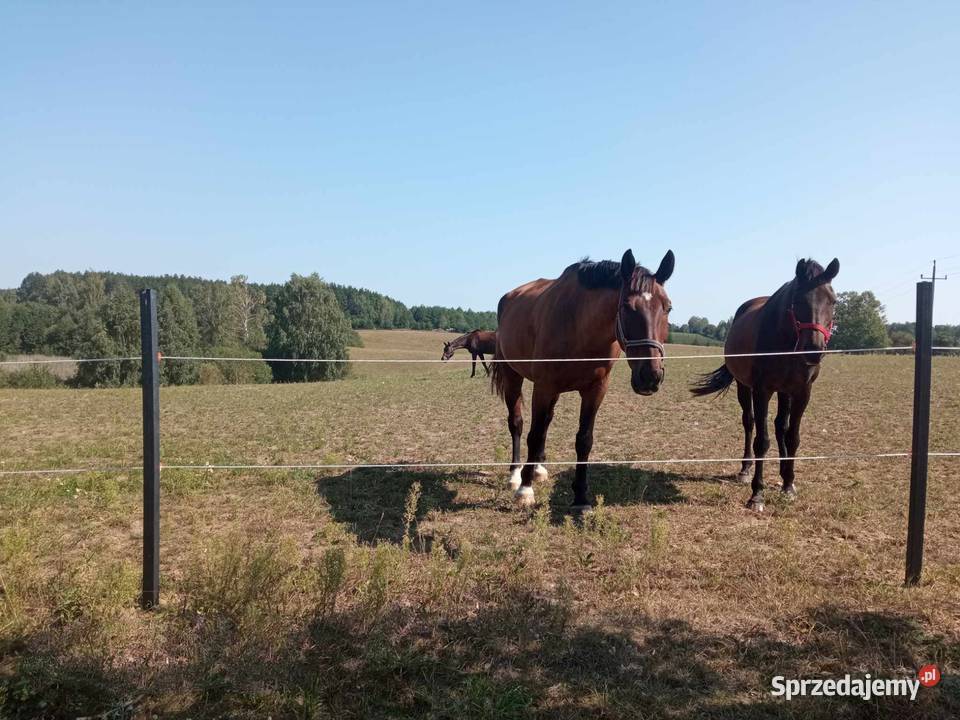 Solidne mocne i trwałe Słupki do ogrodzeń do mazowieckie Warszawa