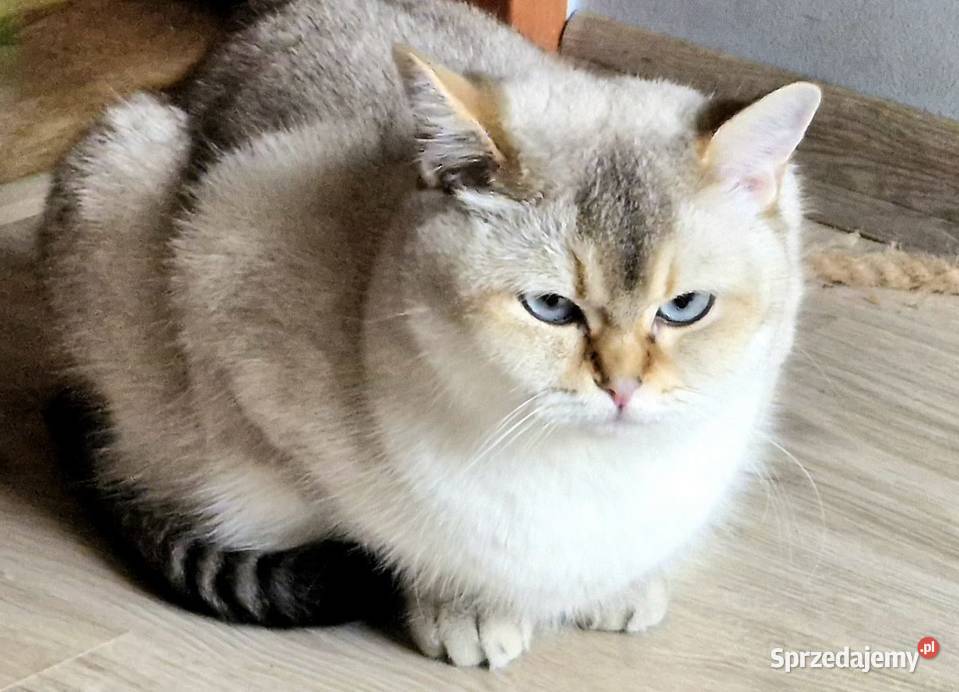 Kotka brytyjska pohodowlana Wejherowo