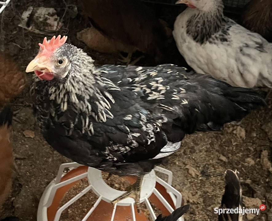 Koguty zielononóżki green shell Radzanów