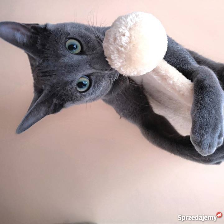 Wyjątkowe dwa kocurki rosyjskie niebieskie Gdańsk