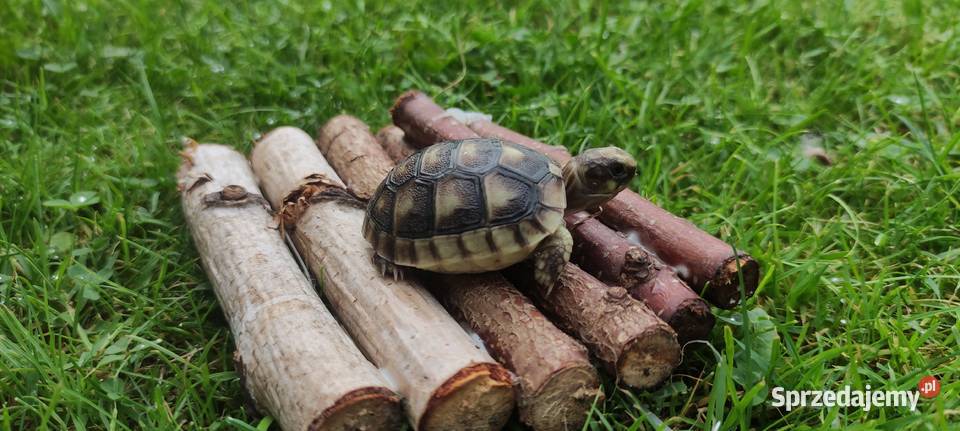 Żółw grecki Testudo hermanni młody Dąbrowa Górnicza