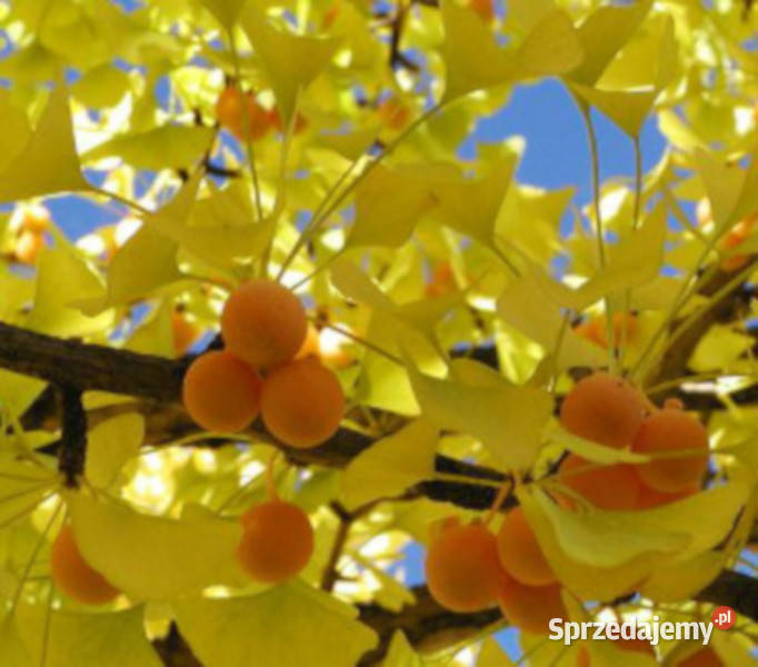 MIŁORZĄB CHIŃSKI Ginkgo biloba NASIONA 6 sztuk Lubanie