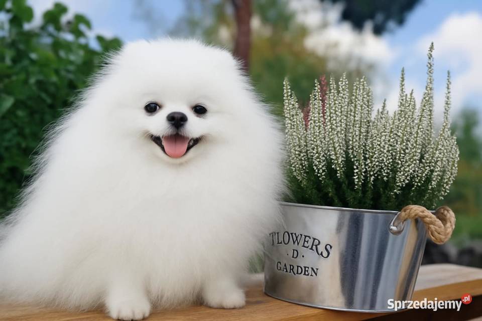 SZPIC MINIATUROWY POMERANIAN PIĘKNE PUCHATE