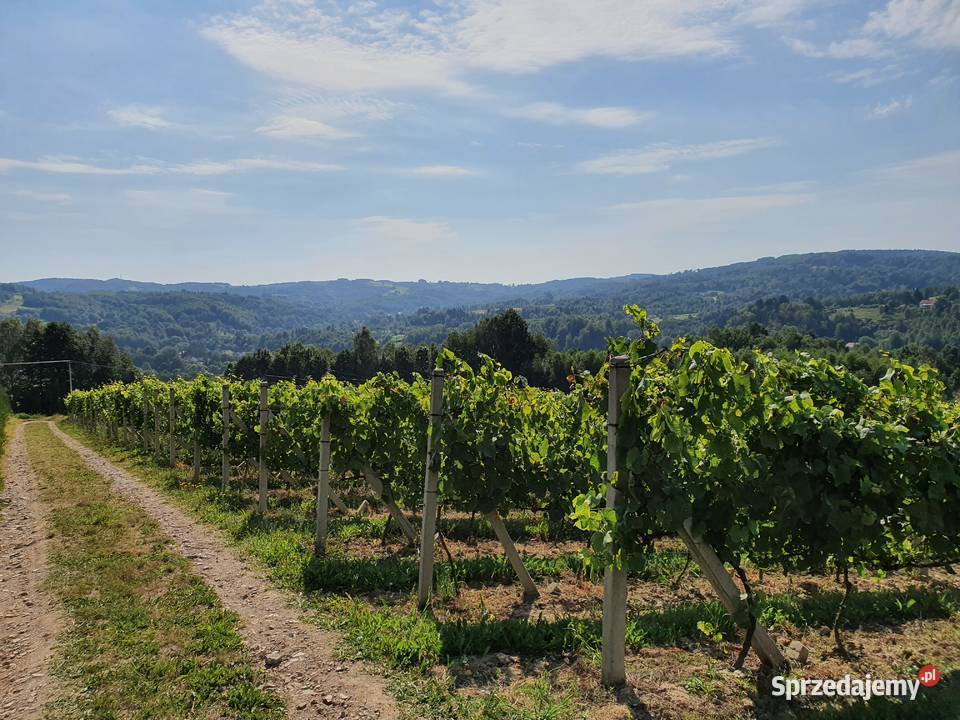 Funkcjonująca Winnica z infrastrukturą i Gwoźnica Górna sprzedam