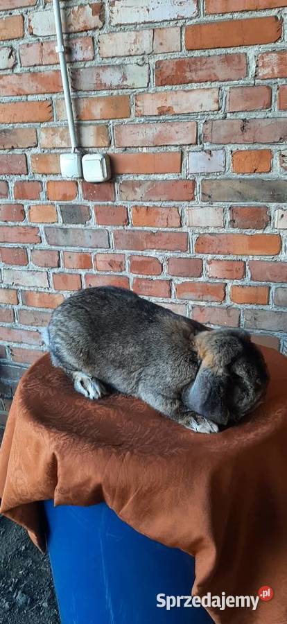 Samiec baran francuski szary Turobin