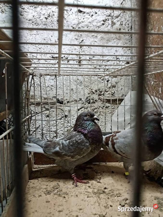 Gołębie pocztowe kolorowe Andrychów