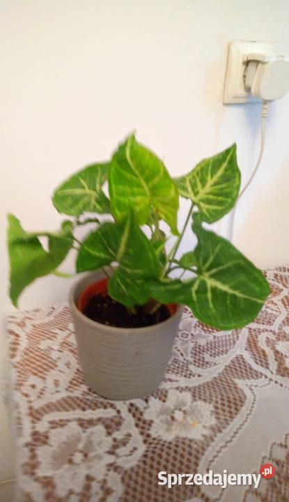 35 Kwiaty doniczkowe Syngonium podophyllum Arrow Warszawa