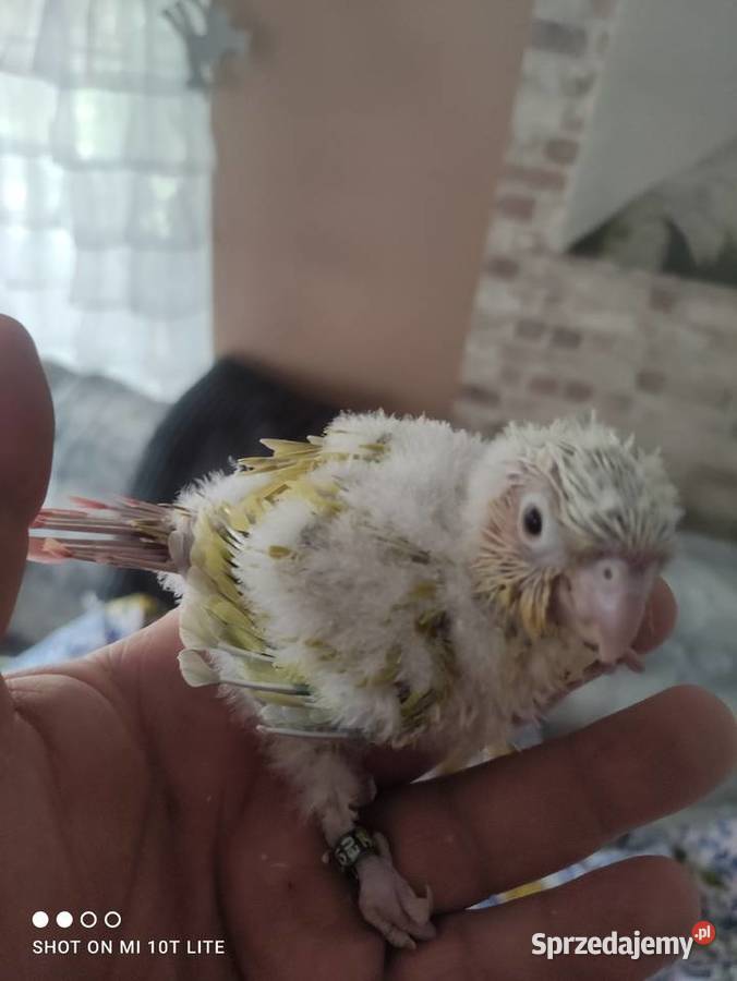 Rudosterki ręcznie karmione sprzedam łódzkie Zgierz