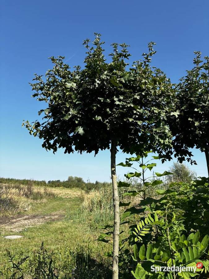 Klon polny Nanum klon kulisty szczep 18m obw 812 Sompolno sprzedam