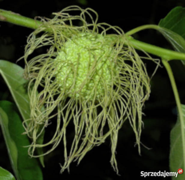 ŻÓŁTNICA POMARAŃCZOWA sadzonki w doniczkach Rośliny Ustronie