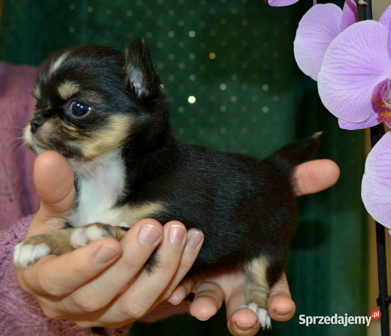 CHIHUAHUA PIĘKNE SUNIE TRICOLOR Warszawa